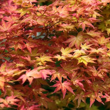 dp7102 acer palmatum shindeshojo
